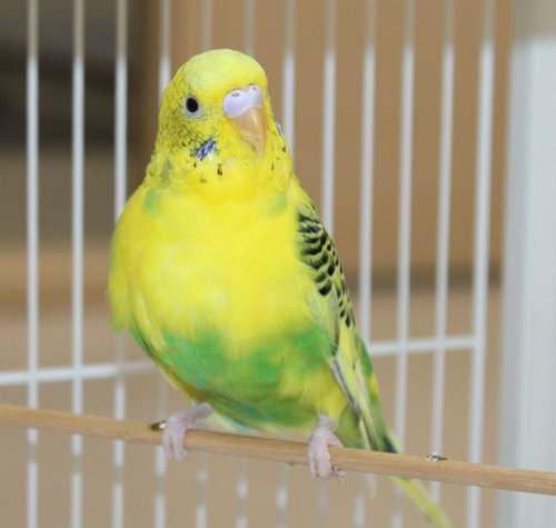 40216 - Birb-A-Lib