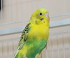 40216 - Birb-A-Lib
