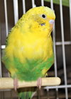 40216 - Birb-A-Lib