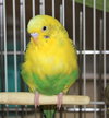 40216 - Birb-A-Lib