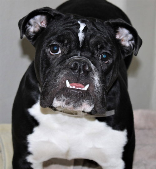 40263 - Bella