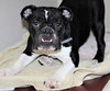 40263 - Bella
