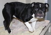 40263 - Bella
