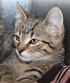 40068 - Cookie