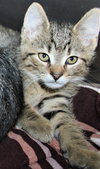 40068 - Cookie