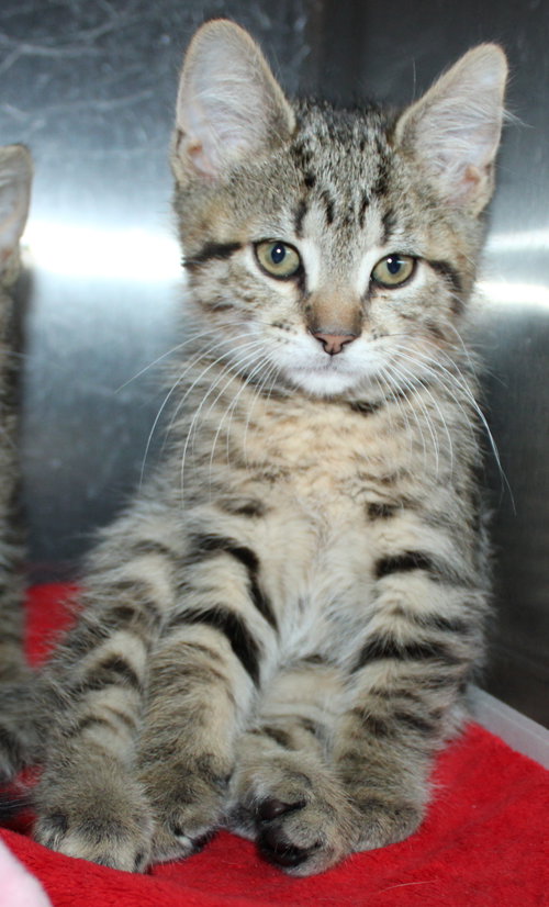 40070 - Brownie
