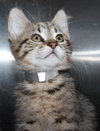 40070 - Brownie