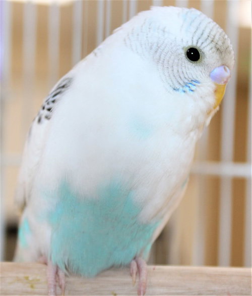 40369 - Pip