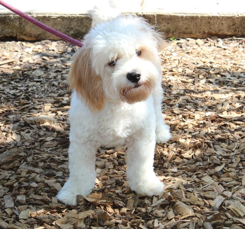 40384 - Teddy