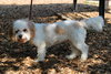 40384 - Teddy