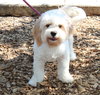 40384 - Teddy