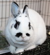40419 - Daisy