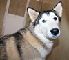 40482 - Luna
