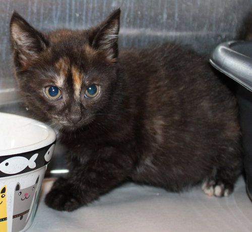 40180 - Missy