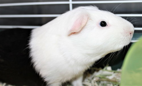 40596 - Ollie