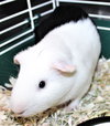 40596 - Ollie