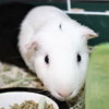 40596 - Ollie