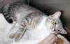 40692 - Gracie