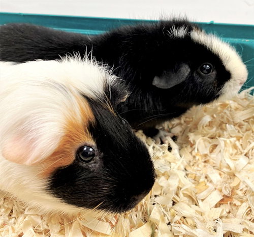 40645 - & 40646 - Peppa & Nina