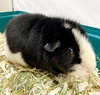 40645 - & 40646 - Peppa & Nina