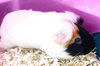 40645 - & 40646 - Peppa & Nina