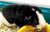40645 - & 40646 - Peppa & Nina