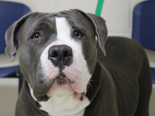 40652 - Missy