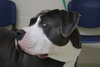 40652 - Missy