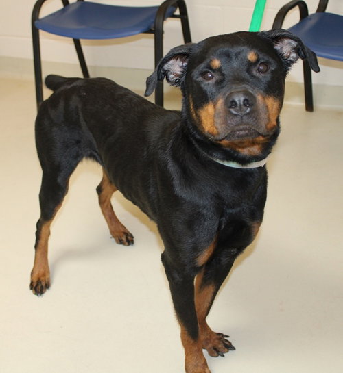 40656 - Maggie