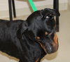 40656 - Maggie