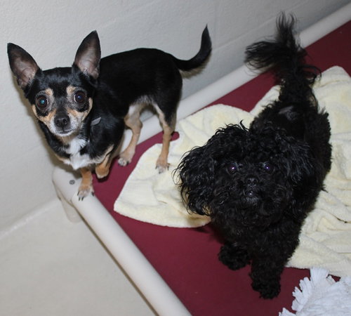 40743 & 40744 - Monkey & Minuet