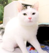 40766 - Nyla