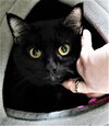40756  - Oreo