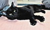 40756  - Oreo
