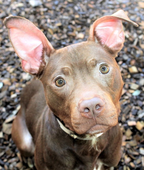 40873 - Coco Puff