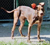 40873 - Coco Puff