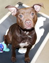 40873 - Coco Puff