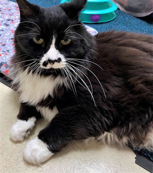 40959 - Stache