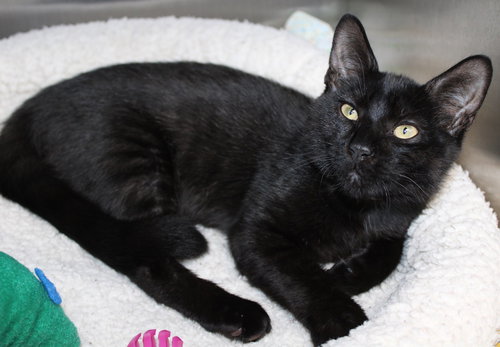 40981 - Barney