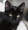 40981 - Barney