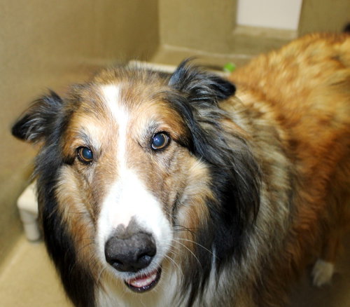 41019 Woofy