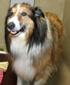 41019 Woofy