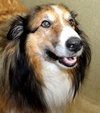 41019 Woofy
