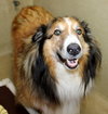 41019 Woofy
