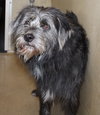 41026 Dusty