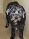 41026 Dusty