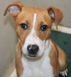 41055 Lillian