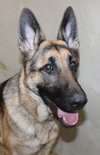 41085 Ellen
