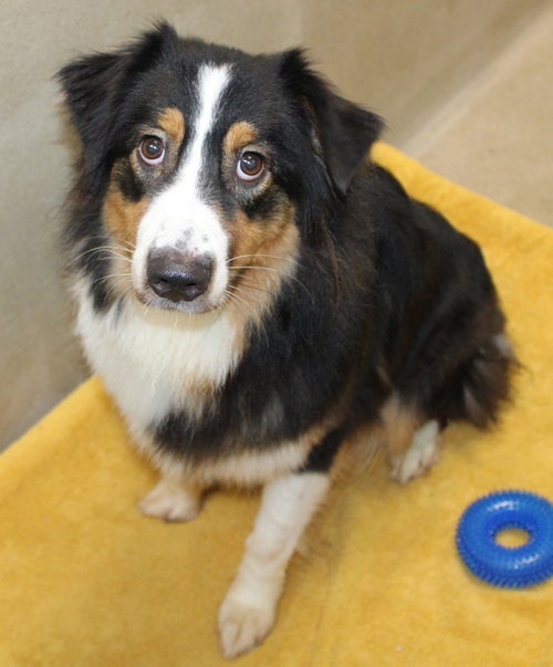 41139 Fiona