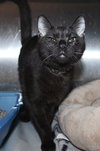 41220 - Hutch